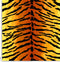 J059 tiger.